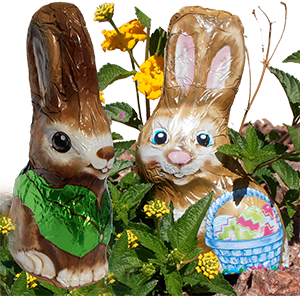 premium chocolate Easter Bunnies