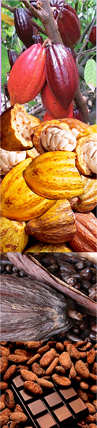 from cocoa plant to roasted bean and chocolate